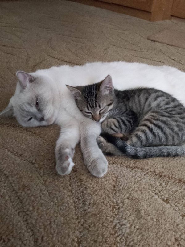 Котики Оскар и Кузя подбадриивают своих хозяев: «Вы идите на работу! Ну, а мы за вас по спим!»