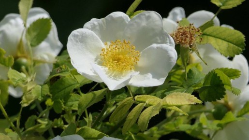 Важный признак подскажет, что роза переродилась в шиповник: поймете с первого взгляда