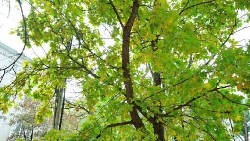 Голосование за звание «Народного участкового – 2025» продолжается