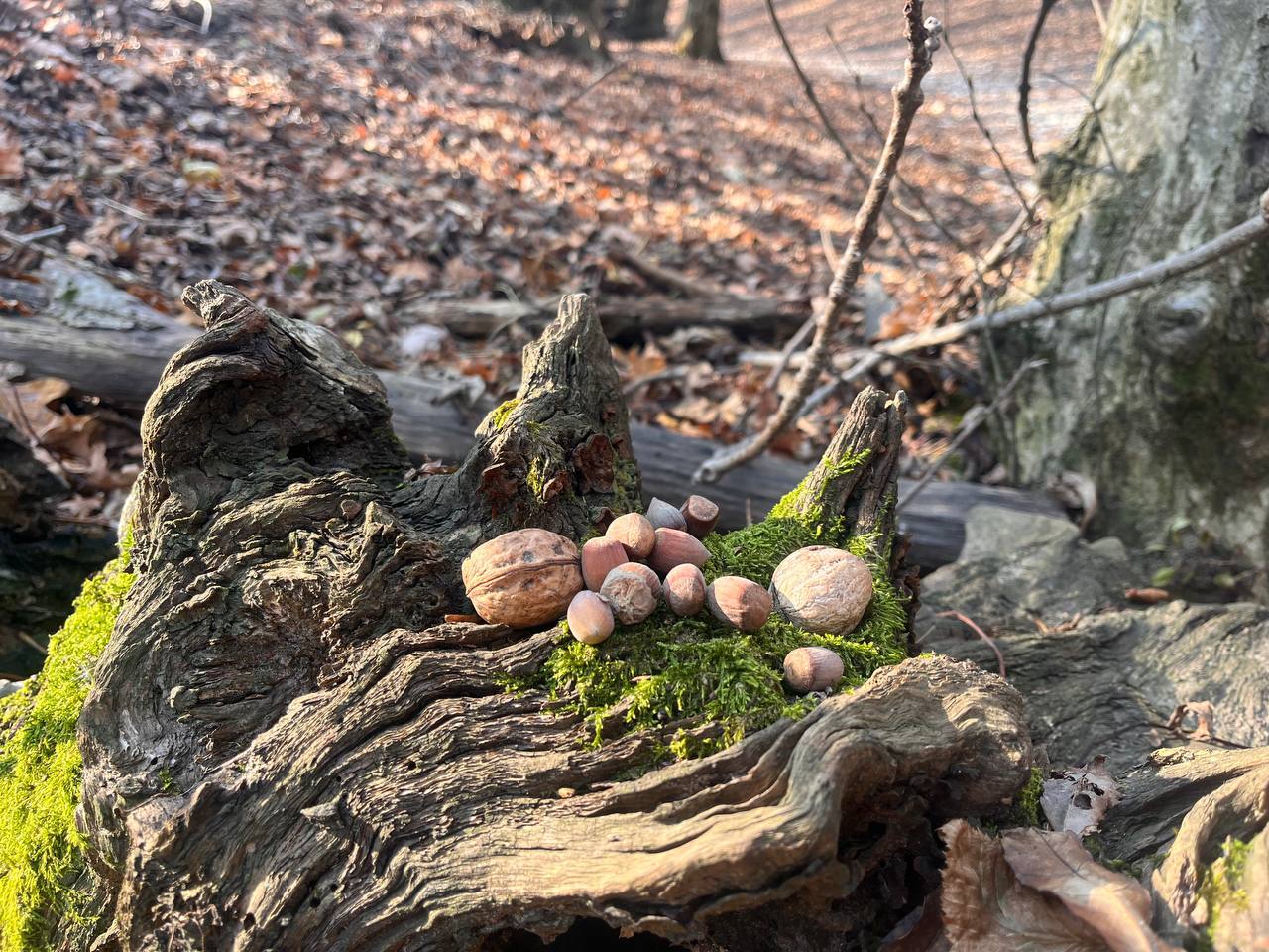 Осень в урочище «Таманская лесная дача» в Ставрополе Осень в урочище «Таманская лесная дача» в Ставрополе