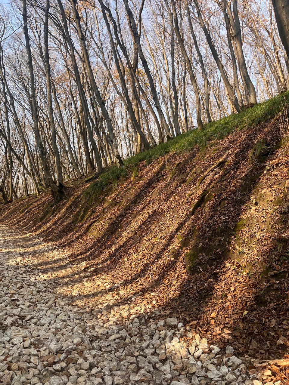 Осень в урочище «Таманская лесная дача» в Ставрополе Осень в урочище «Таманская лесная дача» в Ставрополе