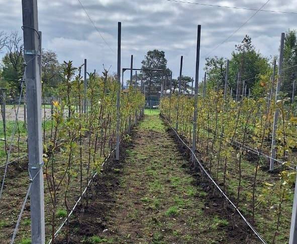 Дмитрий Ворошилов: Первый в Пятигорске суперинтенсивный школьный сад заложен в станице Константиновской