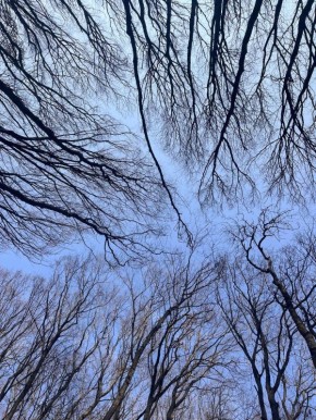 Осень в урочище «Таманская лесная дача» в Ставрополе