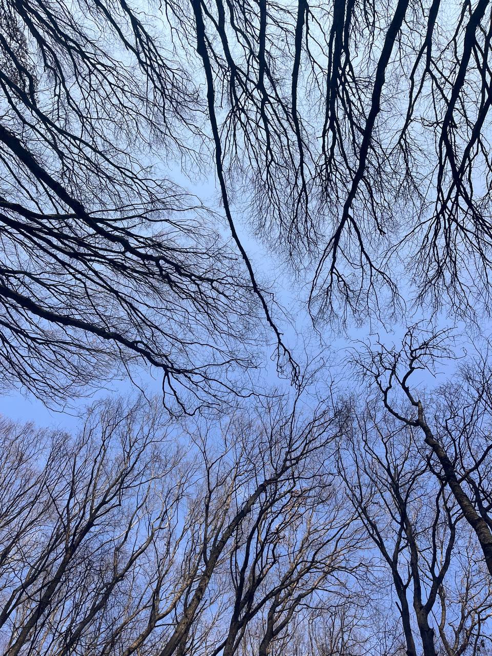 Осень в урочище «Таманская лесная дача» в Ставрополе