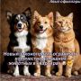 Новые правила для домашних любимцев: сколько питомцев можно держать в квартире?