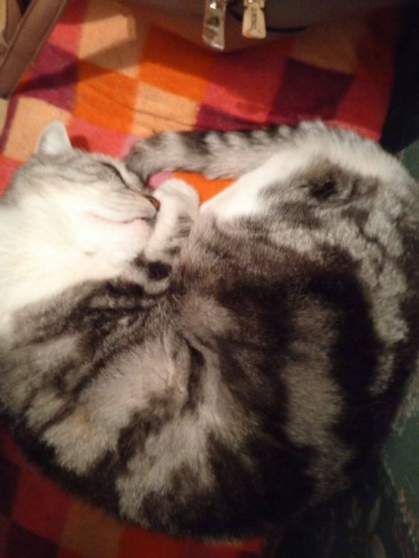 Кот Василий свернулся калачиком и видит самые добрые сны о вкусных рыбках