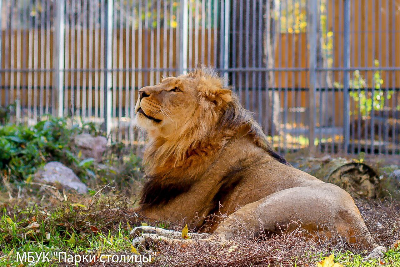 Ставропольский лев Ромео поселился в Симферопольском зооуголке Ставропольский лев Ромео поселился в Симферопольском зооуголке