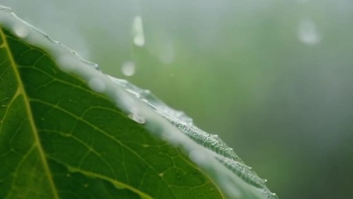 По данным синоптиков, завтра на Ставрополье местами небольшой и умереный дождь, утром в отдельных районах туман