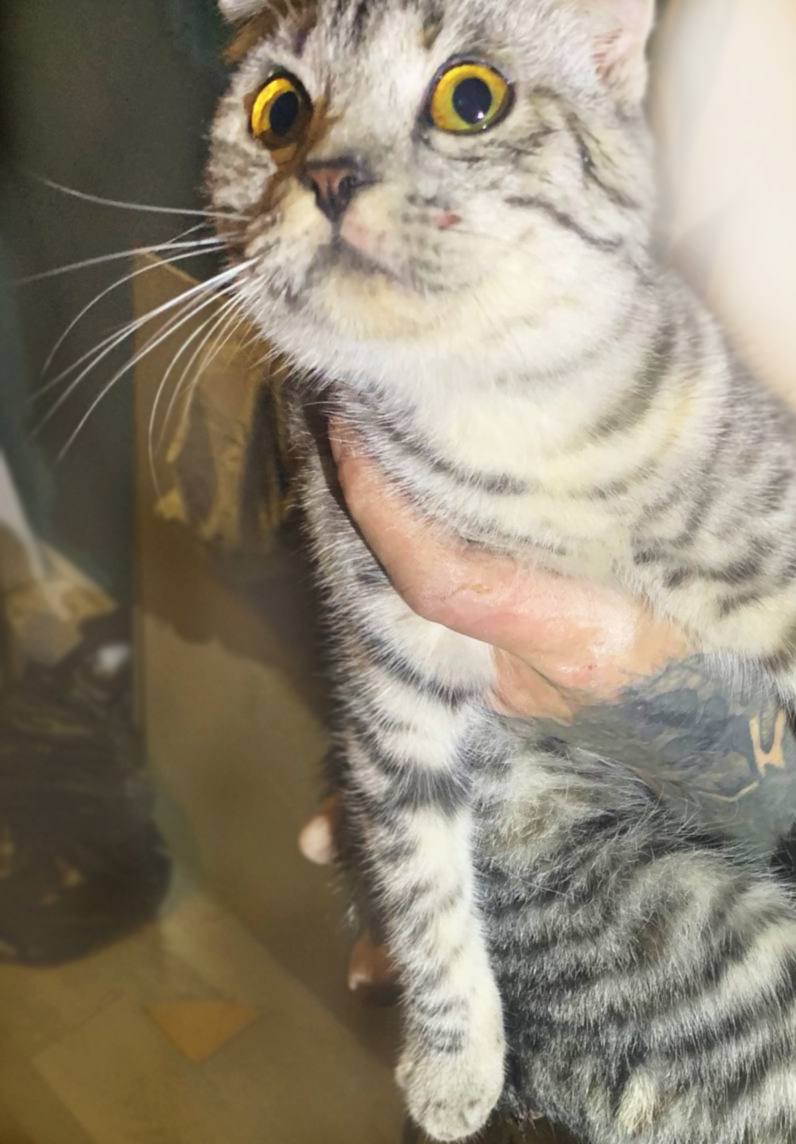 Это пучеглазое чудо вчера упало в шестиметровую шахту в селе Левокумском