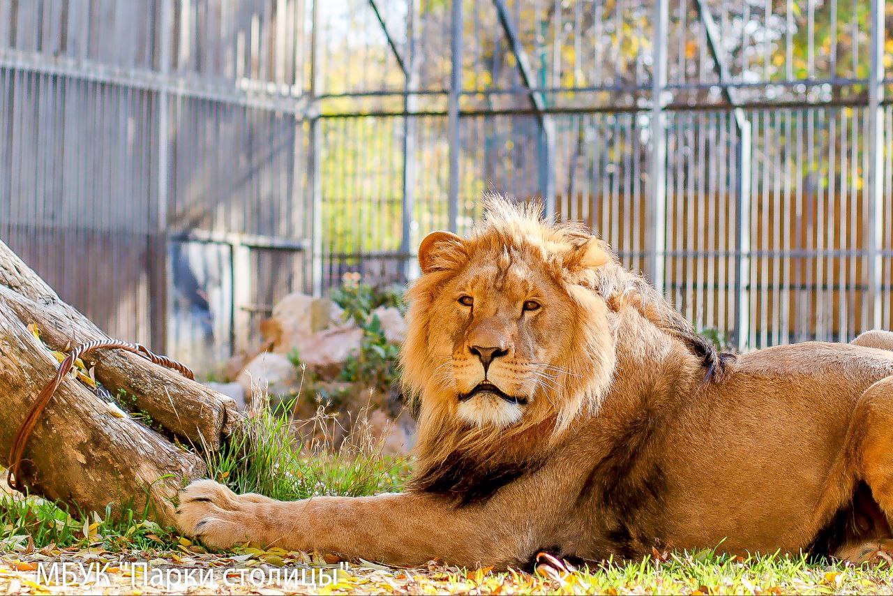 Ставропольский лев Ромео поселился в Симферопольском зооуголке Ставропольский лев Ромео поселился в Симферопольском зооуголке
