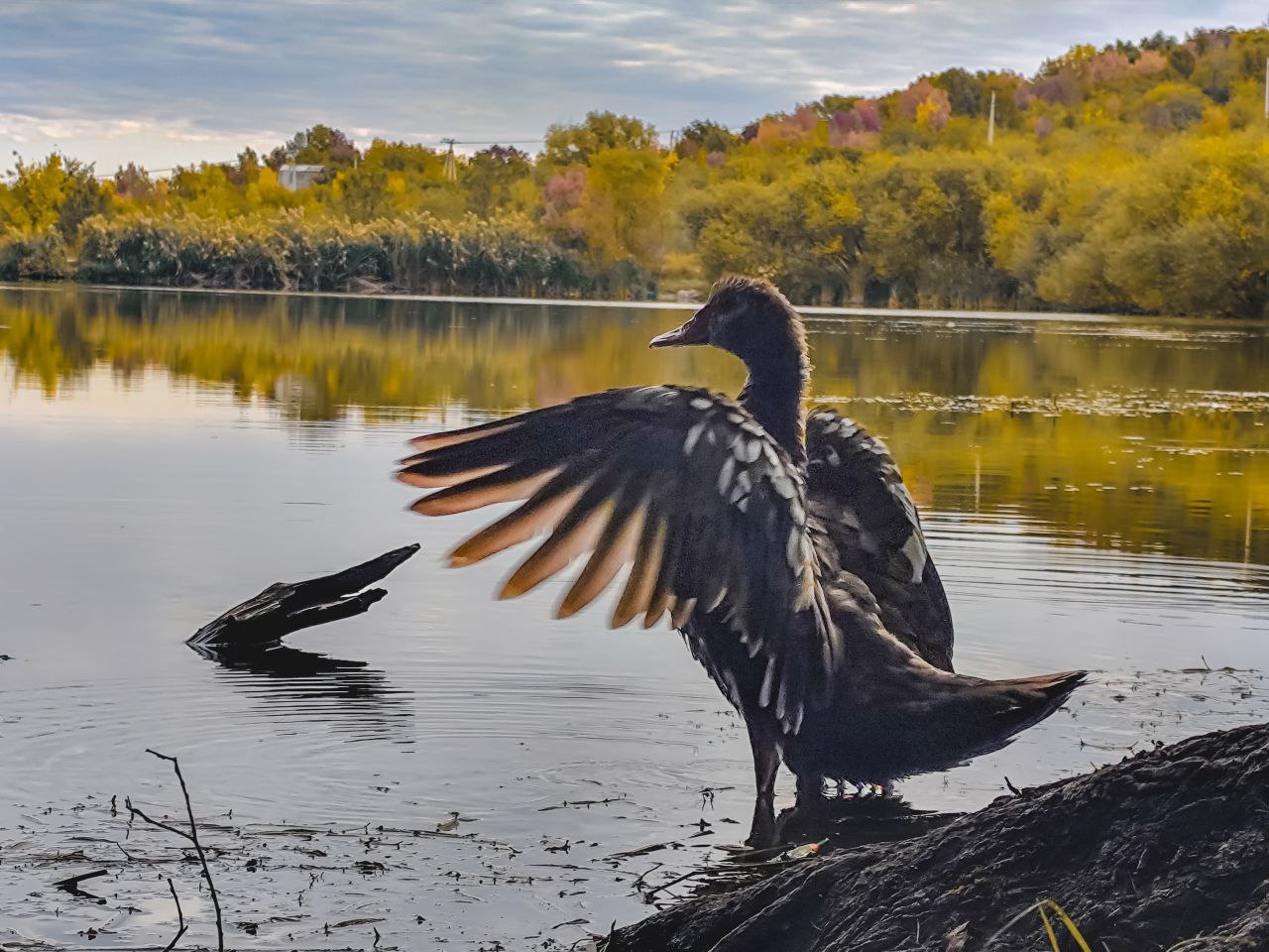 На Елагином пруду в Ставрополе