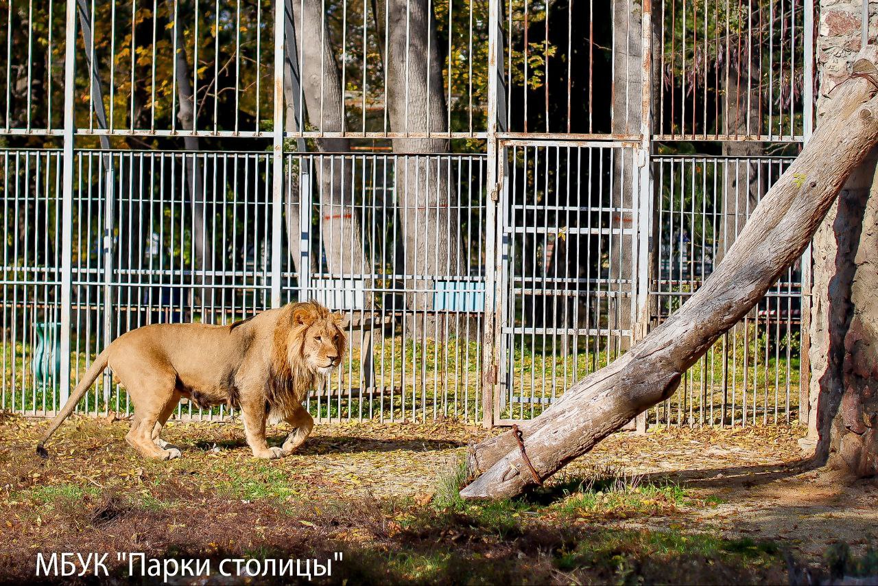 Живший у ставропольца лев Симба переехал в Крым и получил новое имя Живший у ставропольца лев Симба переехал в Крым и получил новое имя