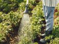 Спасение растений: правильный подход к поливу в зной