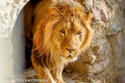 Живший у ставропольца лев Симба переехал в Крым и получил новое имя