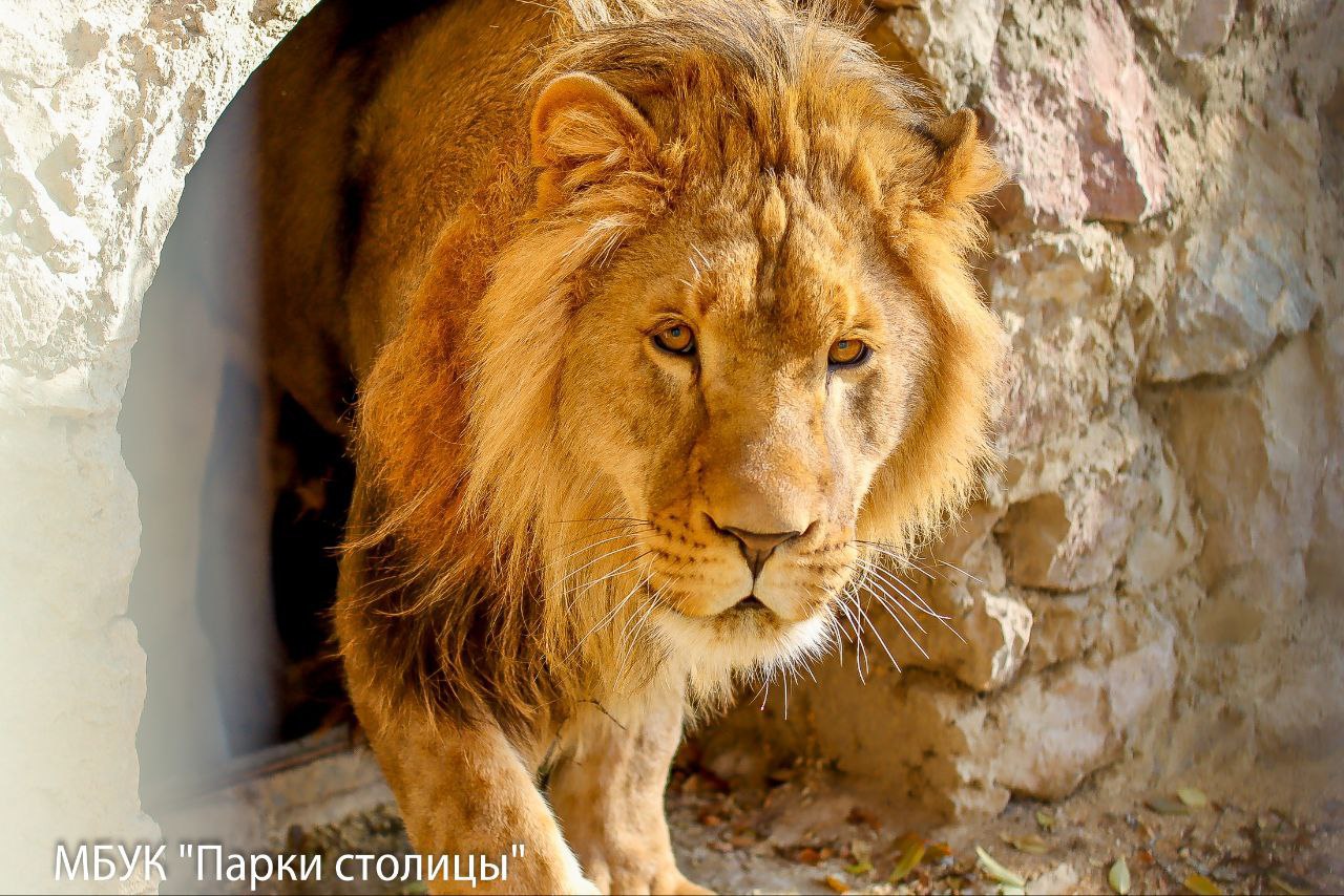 Живший у ставропольца лев Симба переехал в Крым и получил новое имя