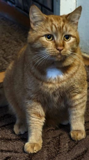 Утренний котик сегодня немножечко грустный