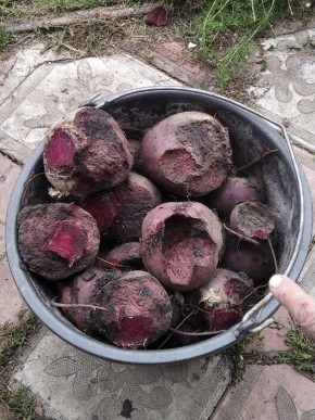 Как спастись от опасных вредителей: советы дачникам