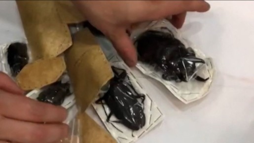 Две сотни экзотических жуков из Перу не доползли до Ставрополья