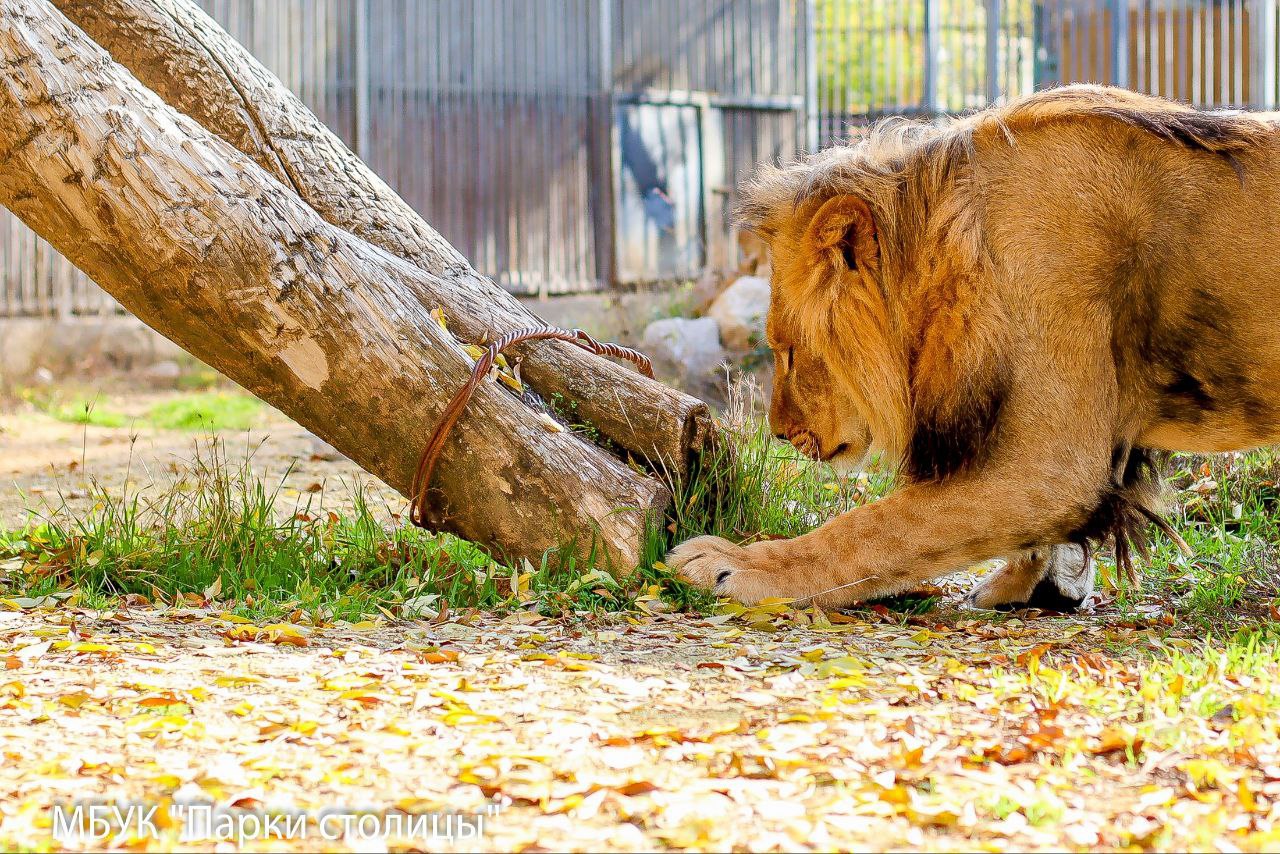 Живший у ставропольца лев Симба переехал в Крым и получил новое имя Живший у ставропольца лев Симба переехал в Крым и получил новое имя