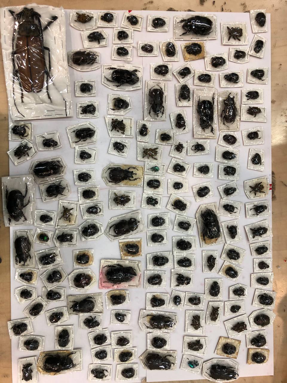 Дровосека-титана и жуков-носорогов нашли московские таможенники в посылках из Перу - общая стоимость двухсот экзотических насекомых оценивается в 1,5 млн рублей Дровосека-титана и жуков-носорогов нашли московские таможенники в посылках из Перу - общая стоимость двухсот экзотических насекомых оценивается в 1,5 млн рублей