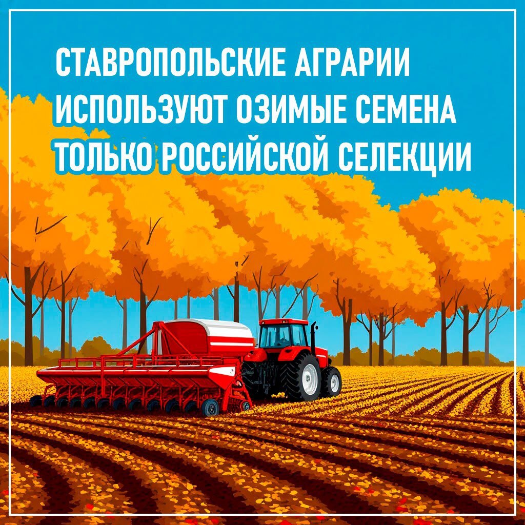 Аграрии Ставрополья используют озимые семена только отечественной селекции