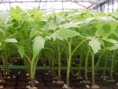 Секреты идеальной рассады томатов: как добиться урожая мечты