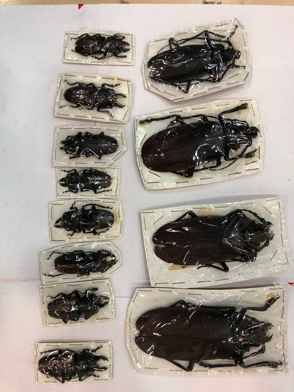 Дровосека-титана и жуков-носорогов нашли московские таможенники в посылках из Перу - общая стоимость двухсот экзотических насекомых оценивается в 1,5 млн рублей