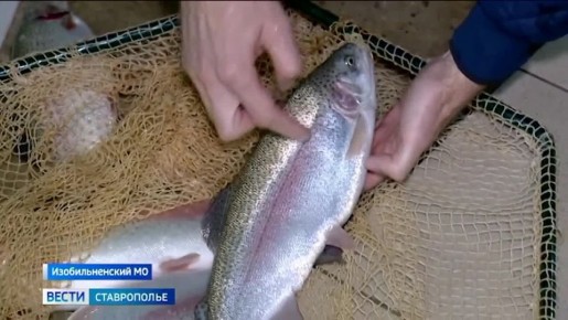 Карп, толстолобик и белый амур