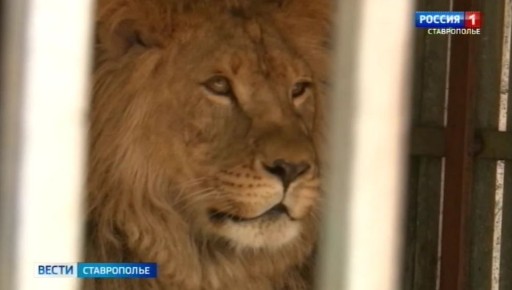 Лев, конфискованный у ставропольца, обзавёлся новым домом в Крыму