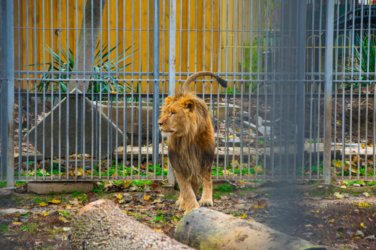 Новый обитатель Симферопольского зооуголка лев Ромео ищет Джульетту чувствует себя великолепно Новый обитатель Симферопольского зооуголка лев Ромео ищет Джульетту чувствует себя великолепно
