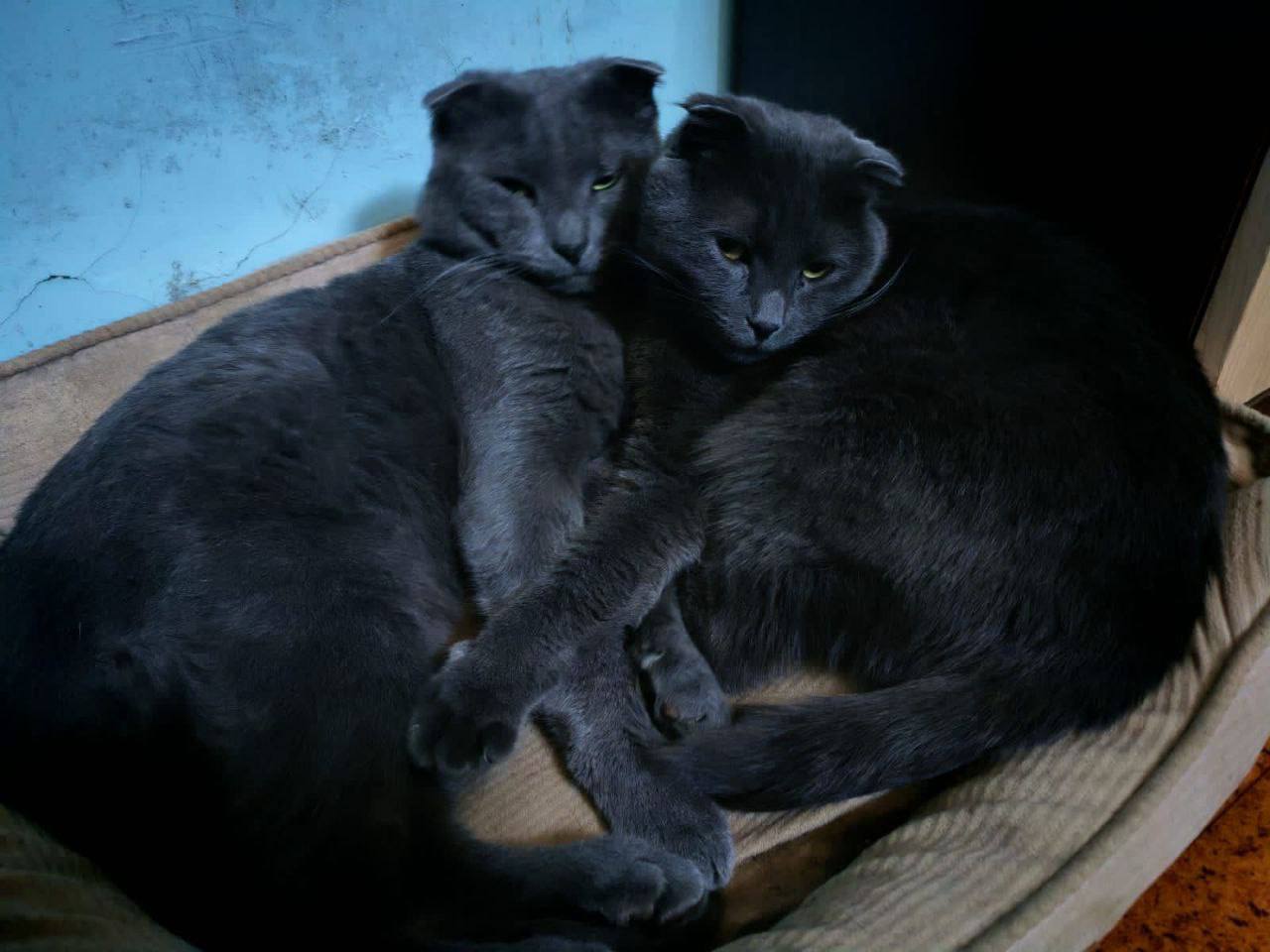 Котики Тихон и Маруся желают всем провести выходные рядом с любимыми