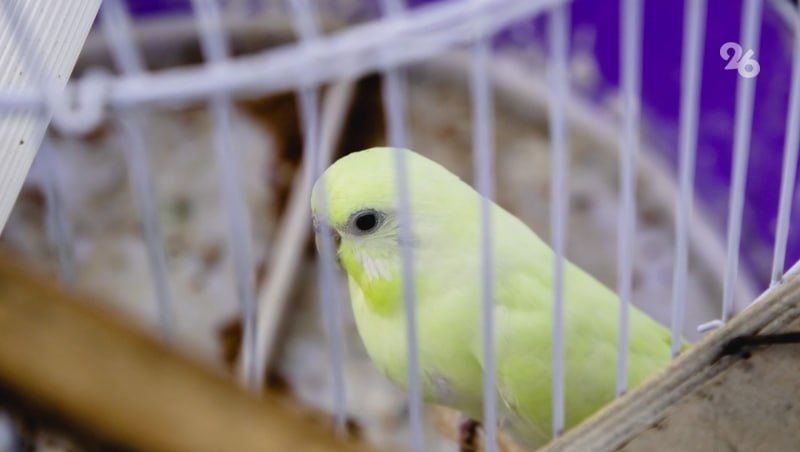 Бастрыкин заинтересовался ситуацией с жалобами на ветклинику в Ставрополе