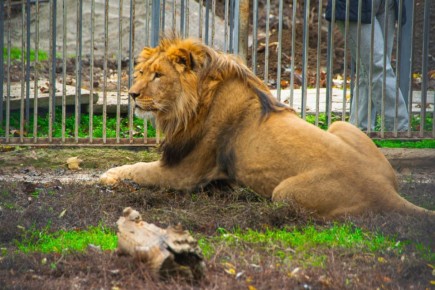 Новый обитатель Симферопольского зооуголка лев Ромео ищет Джульетту чувствует себя великолепно