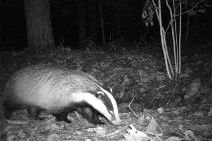 Улыбнитесь, вас снимают: барсук попал в объектив фотоловушки на Ставрополье