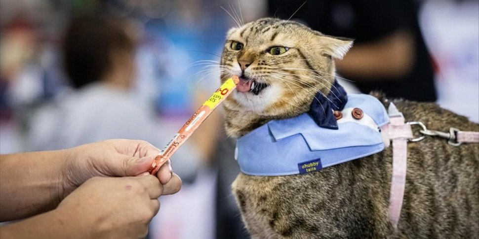 В Таиланде прошел чемпионат по скоростному поеданию вкусняшек среди домашних животных В Таиланде прошел чемпионат по скоростному поеданию вкусняшек среди домашних животных