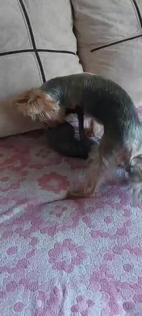 Как кошка с собакой – это значит весело и дружно!