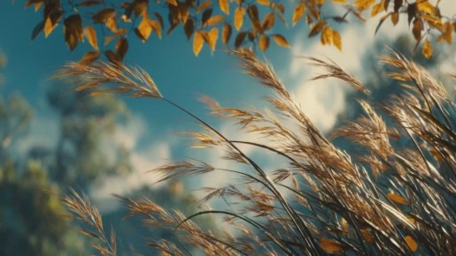 По данным синоптиков, завтра на Ставрополье преимущественно без осадков, утром местами туман