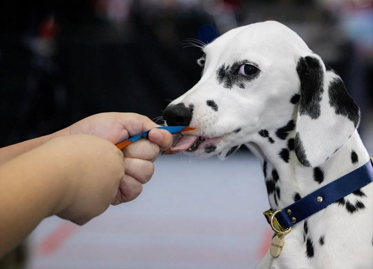 В Таиланде прошел чемпионат по скоростному поеданию вкусняшек среди домашних животных В Таиланде прошел чемпионат по скоростному поеданию вкусняшек среди домашних животных