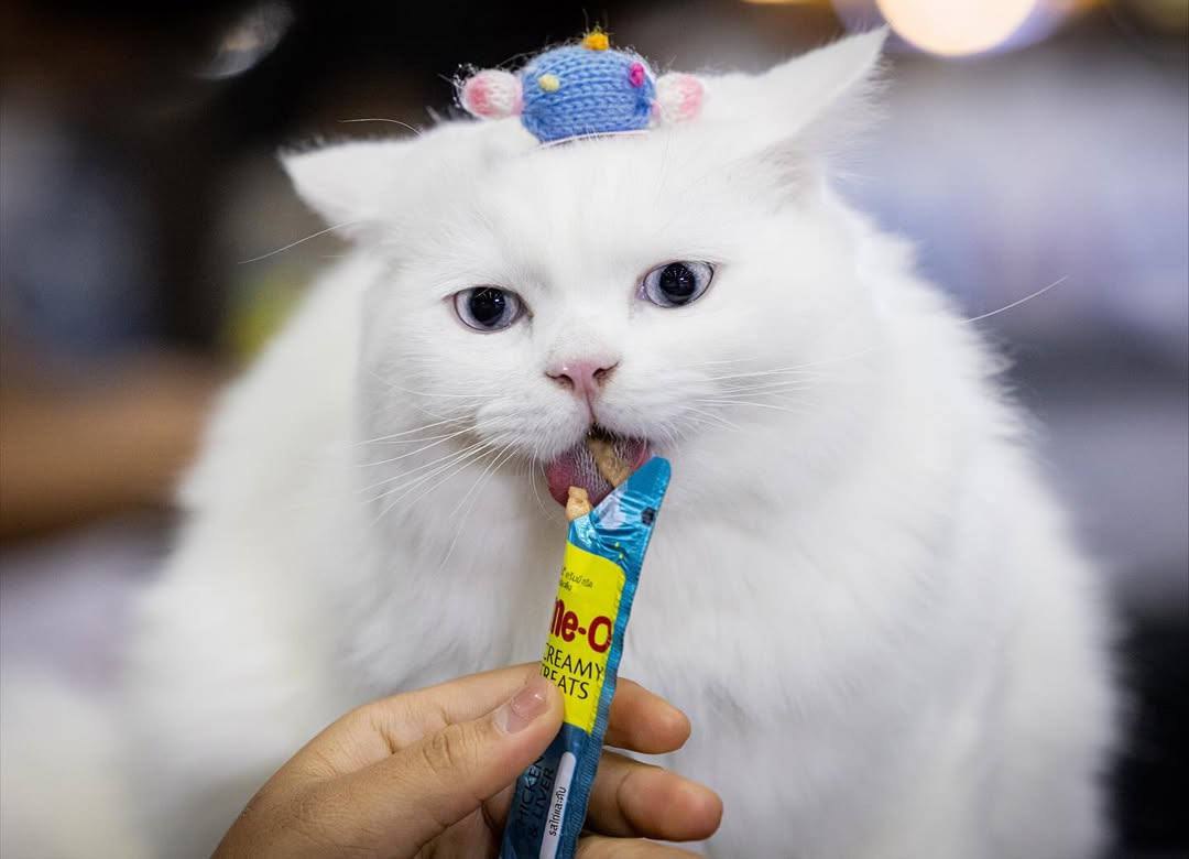 В Таиланде прошел чемпионат по скоростному поеданию вкусняшек среди домашних животных В Таиланде прошел чемпионат по скоростному поеданию вкусняшек среди домашних животных