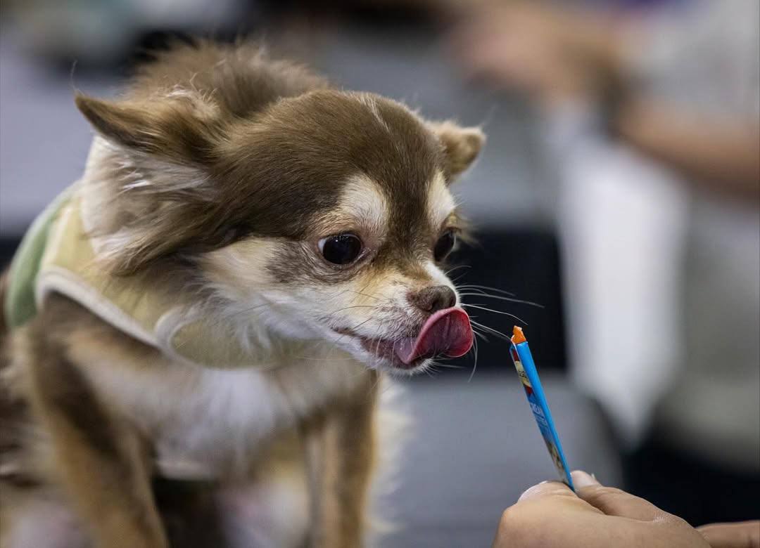 В Таиланде прошел чемпионат по скоростному поеданию вкусняшек среди домашних животных В Таиланде прошел чемпионат по скоростному поеданию вкусняшек среди домашних животных