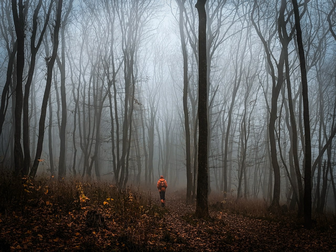 Мамайский лес в Ставрополе