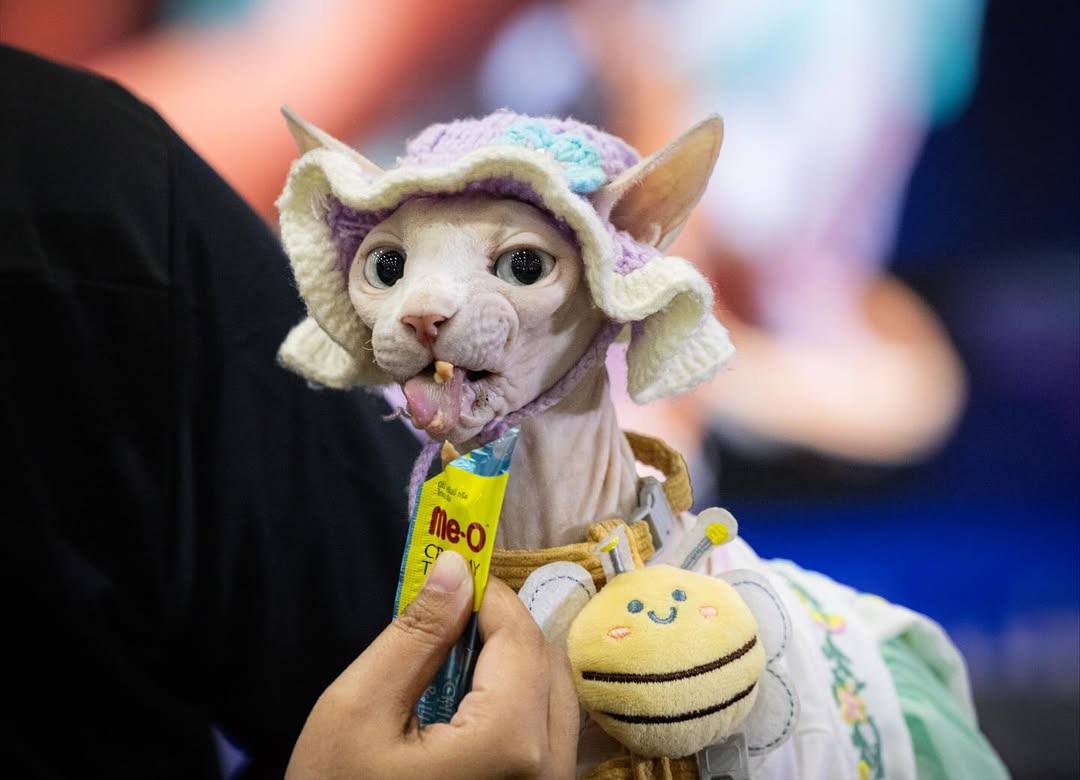 В Таиланде прошел чемпионат по скоростному поеданию вкусняшек среди домашних животных В Таиланде прошел чемпионат по скоростному поеданию вкусняшек среди домашних животных