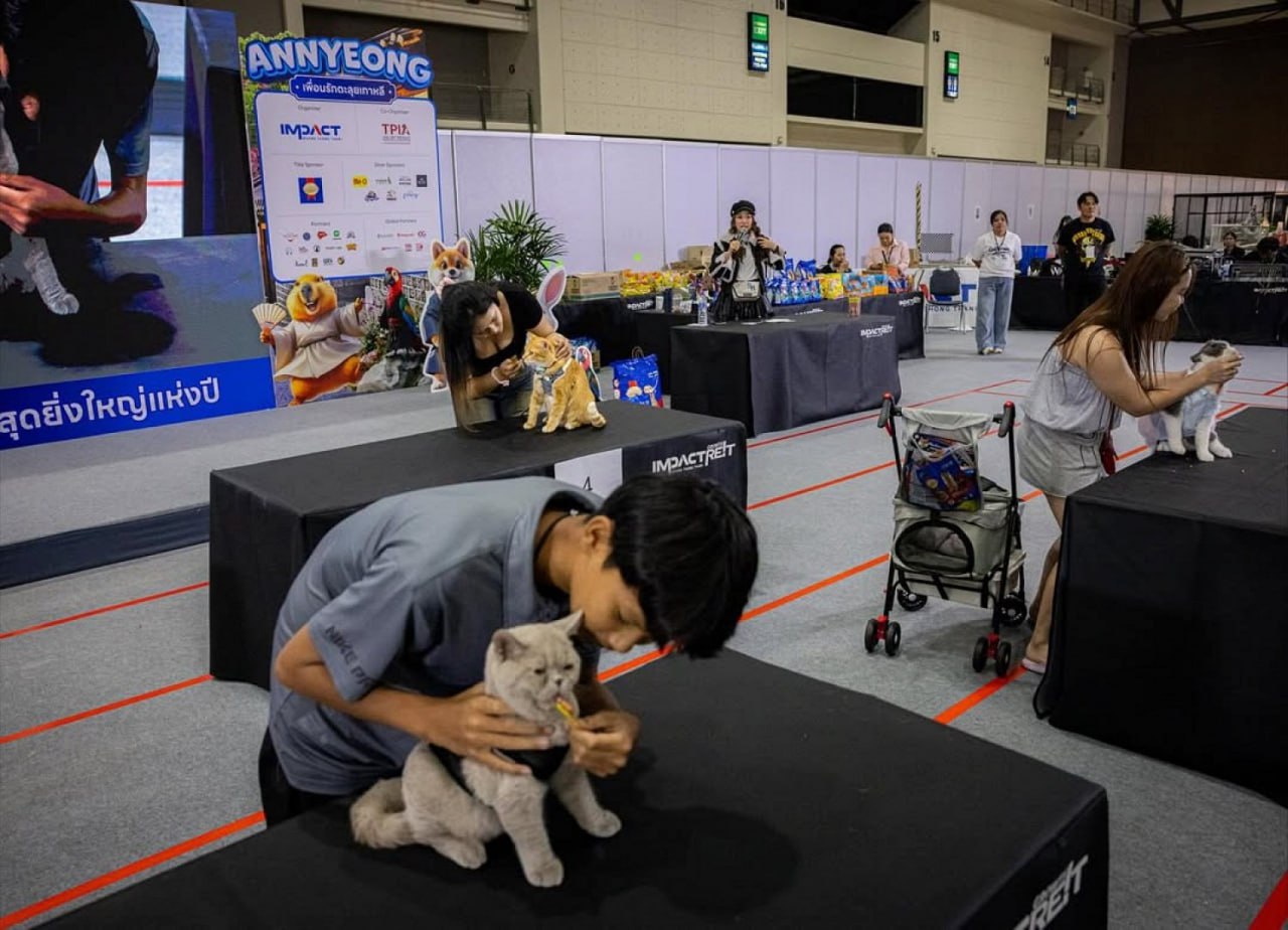 В Таиланде прошел чемпионат по скоростному поеданию вкусняшек среди домашних животных В Таиланде прошел чемпионат по скоростному поеданию вкусняшек среди домашних животных