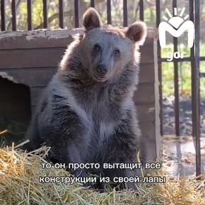 Время для добрых медвежьих историй