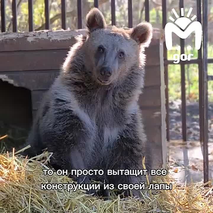 Время для добрых медвежьих историй