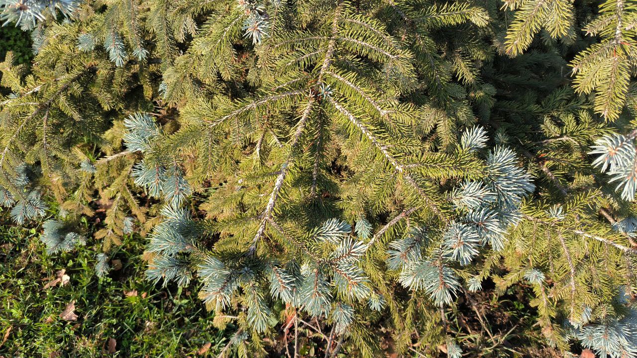 Ёлки у Дома правительства в Ставрополе решили, что весна, и отпустили новые голубые листочки-иголочки Ёлки у Дома правительства в Ставрополе решили, что весна, и отпустили новые голубые листочки-иголочки