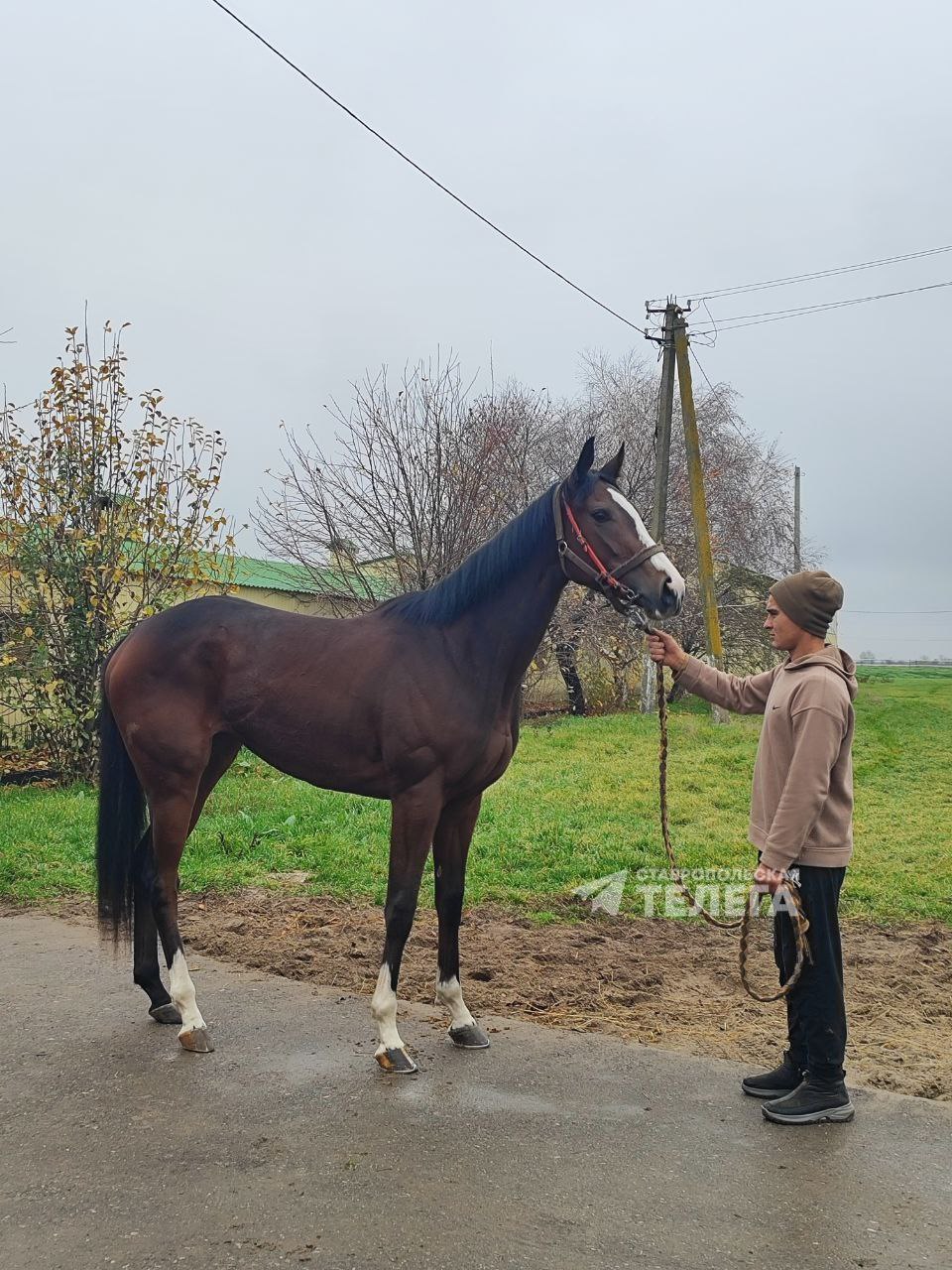 5404 лошадей содержатся на Ставрополье, из них чуть больше половины - в сельхозорганизациях и КФХ 5404 лошадей содержатся на Ставрополье, из них чуть больше половины - в сельхозорганизациях и КФХ