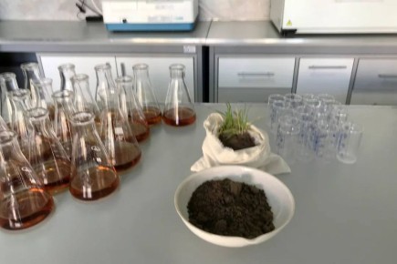 На Ставрополье остатки химикатов в почве спровоцировали проблемы озимой пшеницы