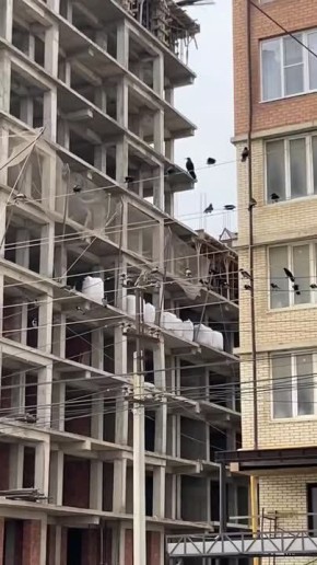 В Каспийске заметили необычную крылатую компанию