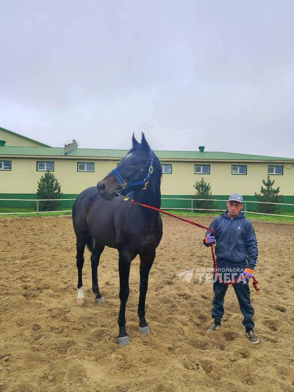 5404 лошадей содержатся на Ставрополье, из них чуть больше половины - в сельхозорганизациях и КФХ